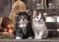 Obrazek 2 dla: Puzzle CLEMENTONI 1000 elementów Lovely Kittens